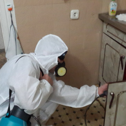 Дезинфекция от муравьев в квартире в Львовском